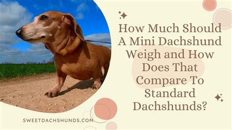 How much should a mini dachshund weigh - The average weight of a dachshund is usually more than twice that of a mini dachshund. So, while an adult standard dachshund weighs around 20 pounds (or 9 kg), an adult mini dachs should ... 